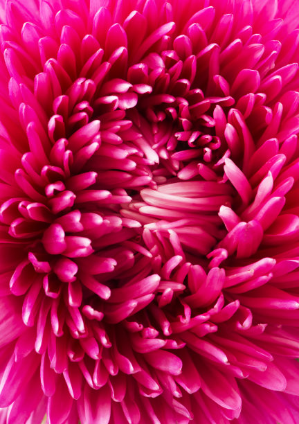 把粉红色的紫菀花瓣合上。图片下载