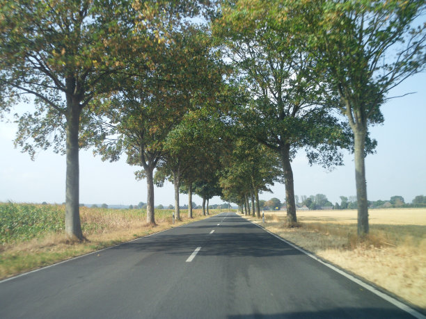 乡村午餐时间夏天驾驶林荫大道图片下载