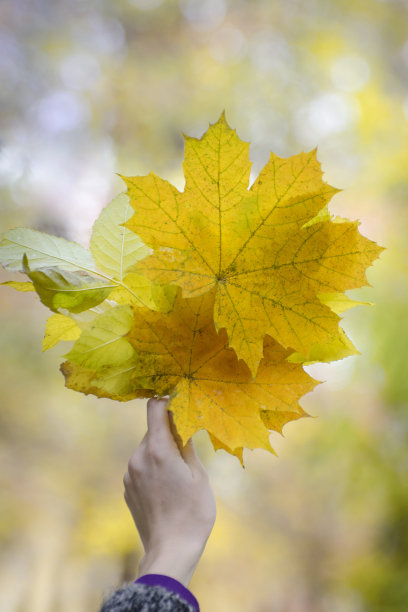女人手里捧着一束黄色的枫叶。秋天的概念图片下载