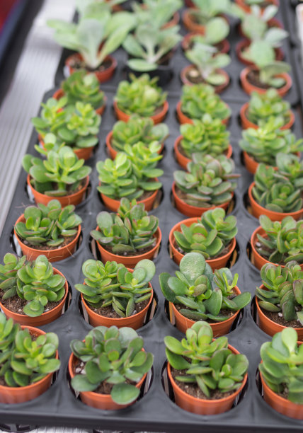 小盆里的小植物。图片下载