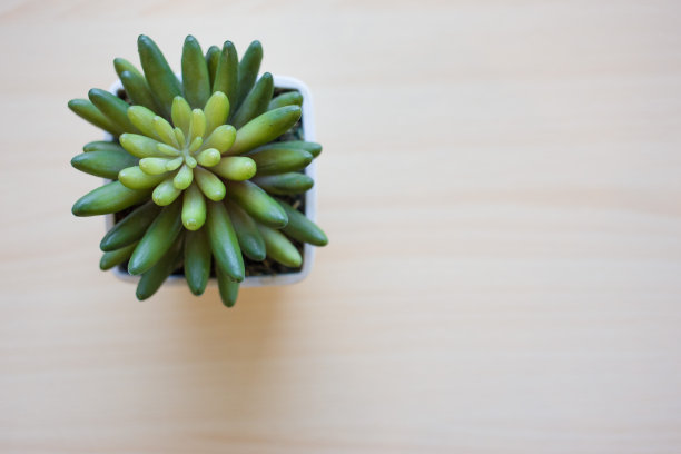 小仙人掌在木桌上盆景俯视图图片下载