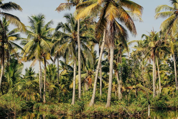 门罗岛的热带树木图片下载
