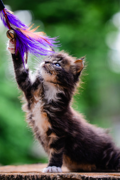 近距离观察一只顽皮的黑斑猫，在傍晚的灯光下，在绿红花园的背景下，坐在木头上玩一个彩色玩具。好玩的猫户外图片下载