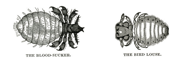 吸血木刻和鸟虱图片下载