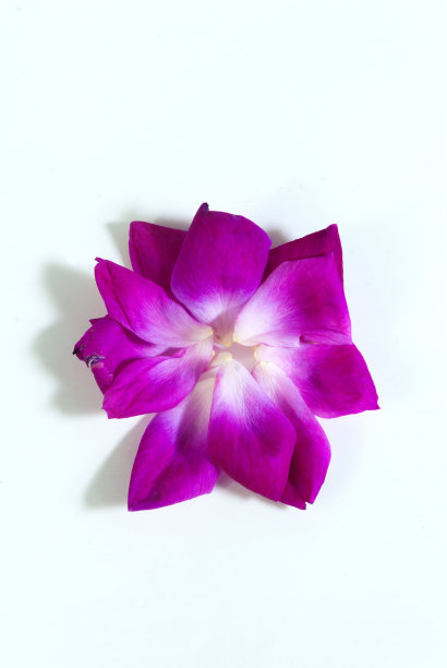 半干玫瑰花瓣红色和粉红色的背景在危地马拉。图片下载