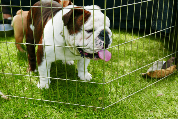 挑选一些小牛头犬图片下载