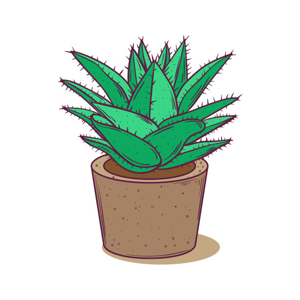 装饰植物多汁。用于明信片，标签，网页，广告。孤立在白色背景上。矢量插图。图片下载