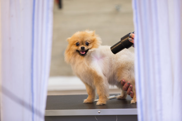 参观宠物沙龙的狗图片下载