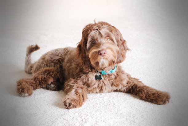 巧克力Labradoodle狗图片下载