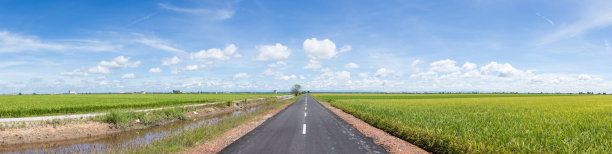 马来西亚分部的帕迪场图片下载