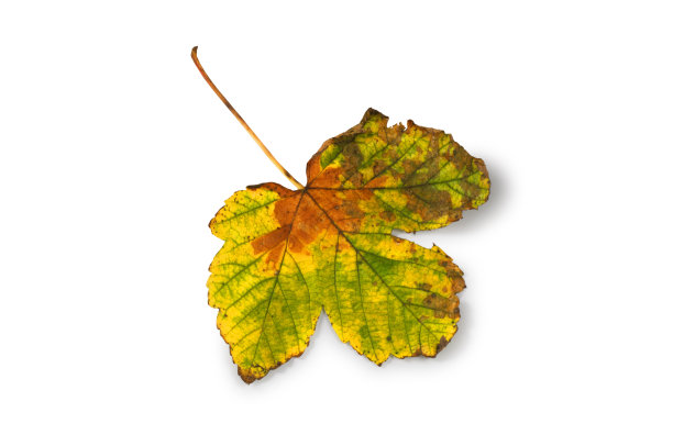 秋天的梧桐叶图片下载