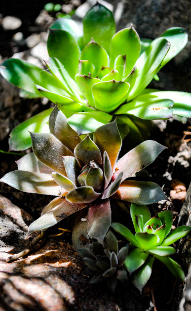 永生花的美丽照片图片下载