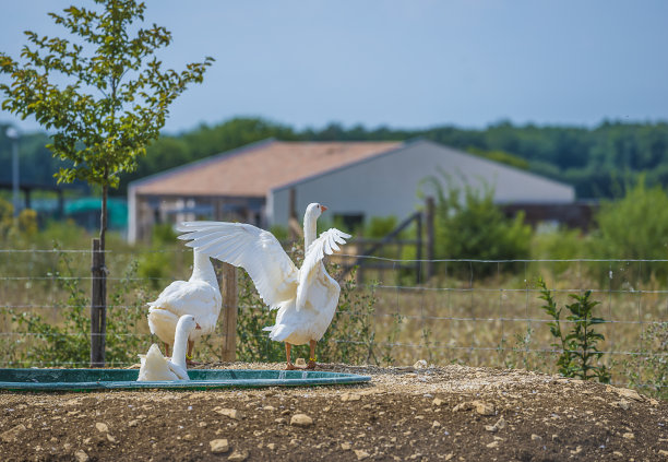 阳光明媚的户外白鹅图片下载
