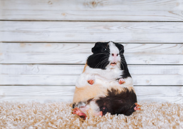 一只有趣的豚鼠坐在灰色木质背景的地毯上，惊讶地看着观众。惊讶，恐惧和拒绝的概念。图片下载