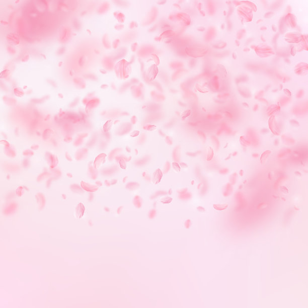 樱花花瓣飘落。浪漫的粉红色花朵梯度。飞舞的花瓣在粉红色的方形背景上。图片下载