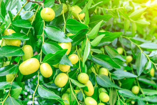 枣树上长着枣子图片下载