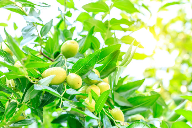 枣树上长着枣子图片下载