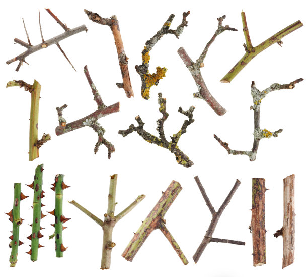 各种各样的花园树的苔藓树枝和树枝为万圣节拼贴画。孤立的图片下载