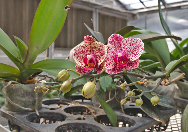 美丽的兰花绽放图片下载