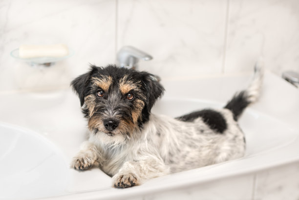 一只可爱的小狗躺在洗手盆里放松地躺着——杰克罗素梗，2.5岁图片下载