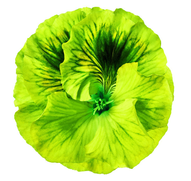 矮牵牛花黄绿色花在白色孤立的背景与修剪路径。特写镜头。没有阴影。为设计。大自然。图片下载