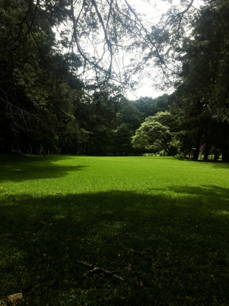 神奇的森林图片下载