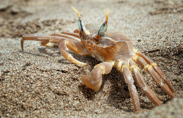 海滩上的螃蟹图片下载