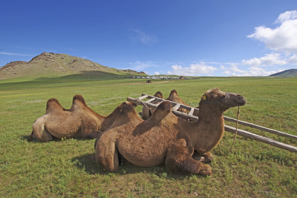 骆驼图片下载