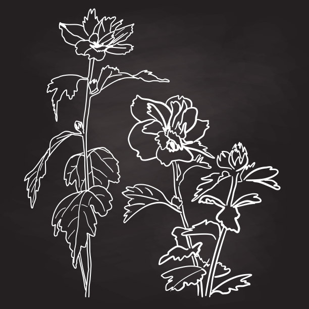 白色粉笔美丽的花朵图片下载