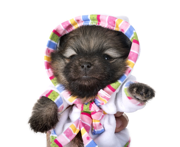 小狗波美拉尼亚的图片下载