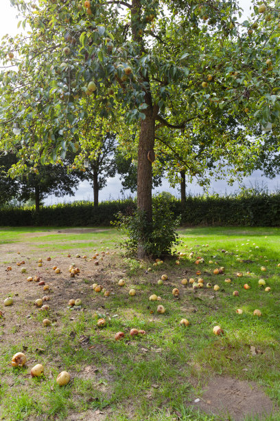 梨子落在离树不远的地方图片下载