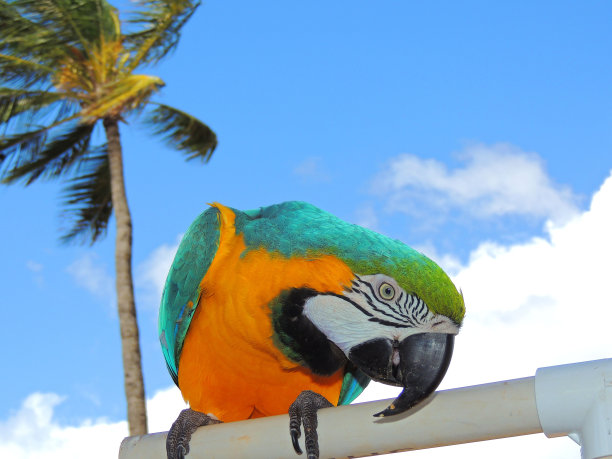 金刚鹦鹉鹦鹉(鹦形目)图片下载