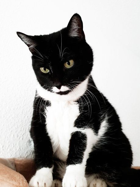 黑白猫在猫树上图片下载