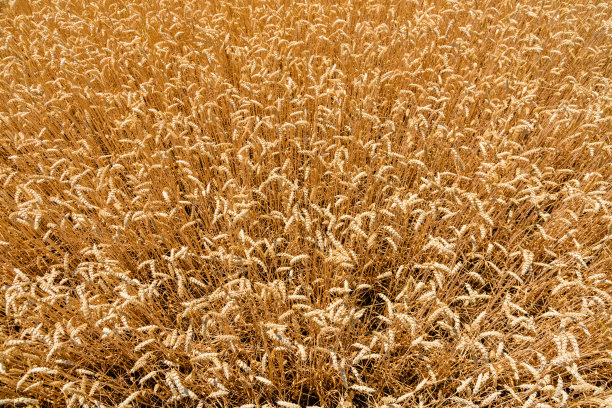 成熟的黄色小麦的背景。农业的概念图片下载