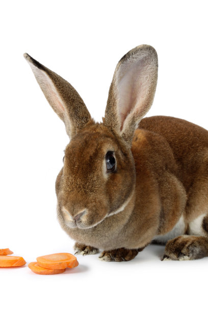 嗅探兔孤立在白色背景图片下载