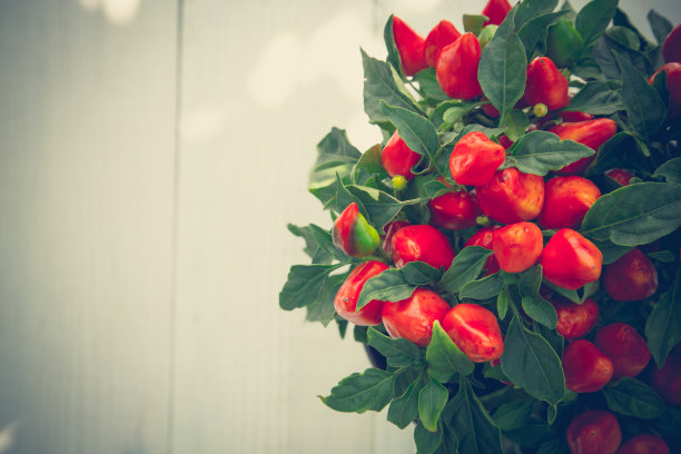 盆栽辣椒图片下载