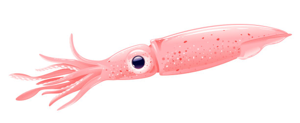 欧洲飞鱿鱼图片下载