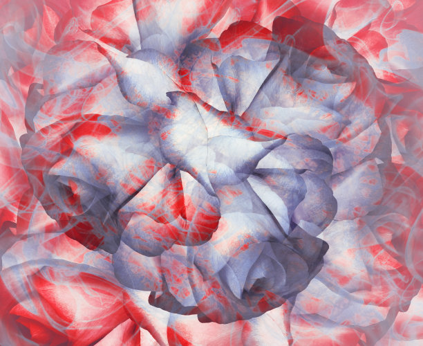 花的背景。蓝红白色玫瑰花背景。大自然。图片下载