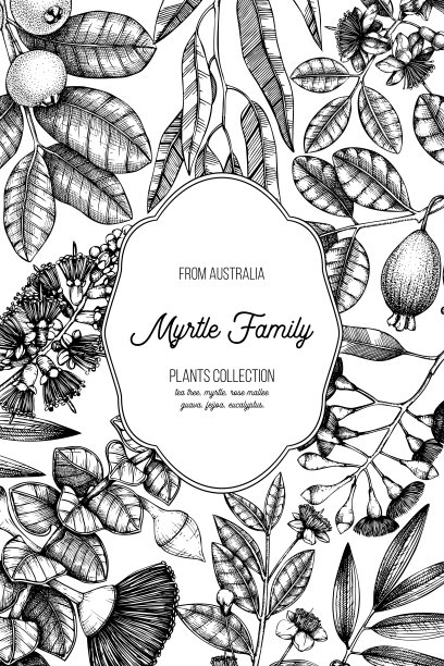 矢量设计与桉树插图图片下载