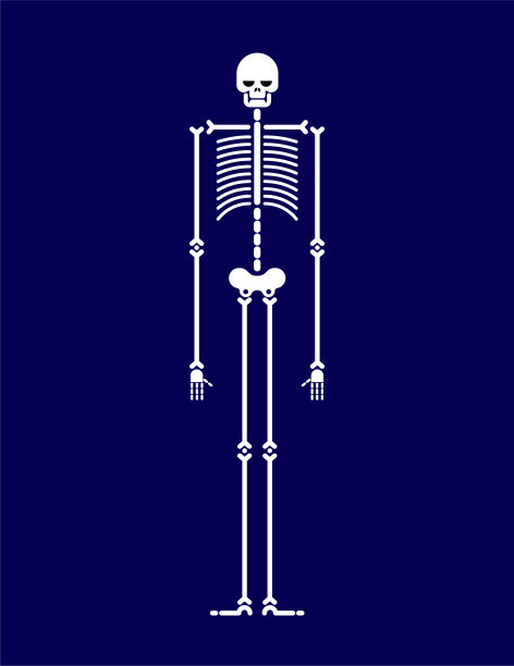 骨骼解剖人类隔离。头骨和骨头。矢量插图。图片下载