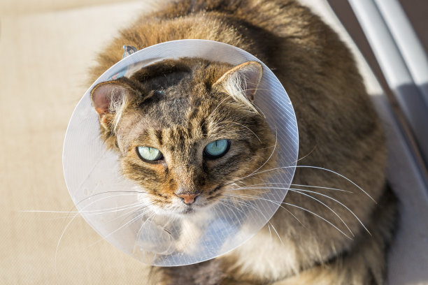 猫遇险。图片下载