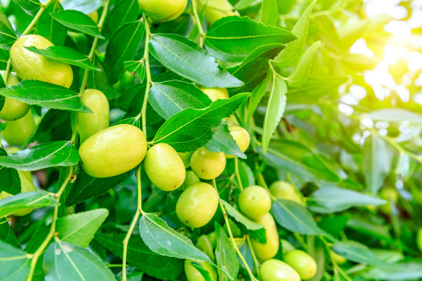 枣树上长着枣子图片下载