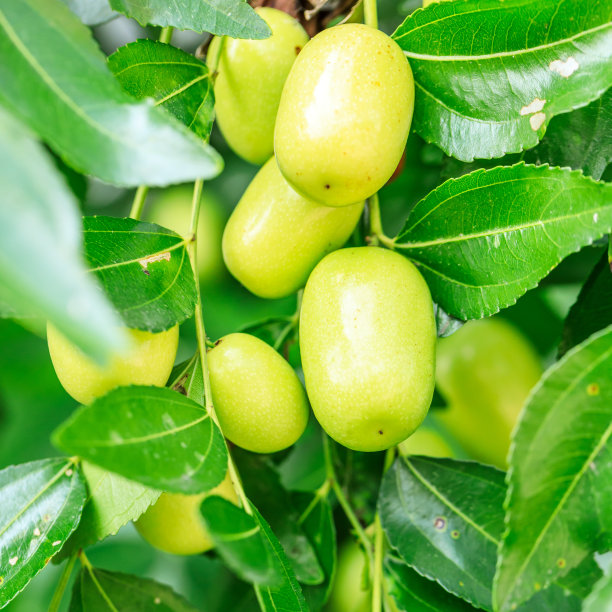 枣树上长着枣子图片下载