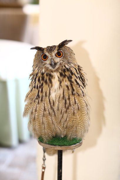 野生猫头鹰和filin的近距离照片作为吸引力的孩子生日派对图片下载