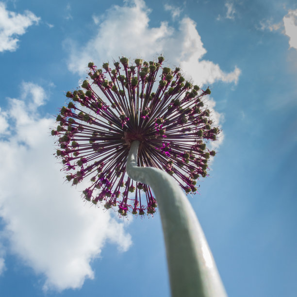 葱属植物从下面图片下载