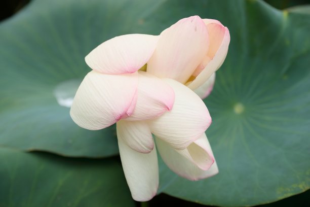 粉红色开花植物特写镜头图片下载