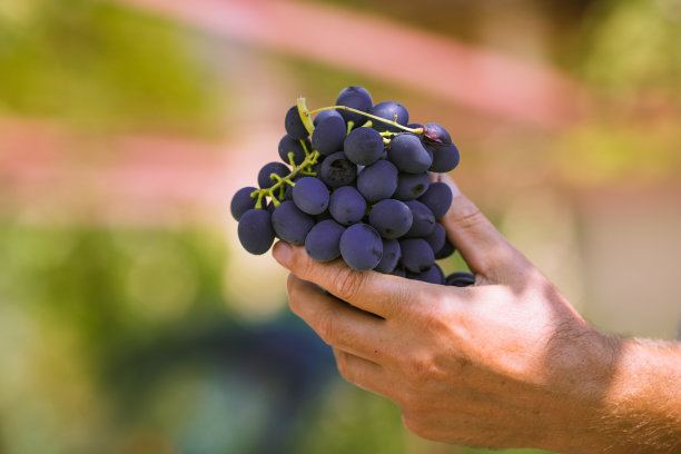 一位年长的成年男子牵着红葡萄的照片。葡萄熟了，背景是绿色的模糊的，非常适合做表情包、海报、语录等。图片下载