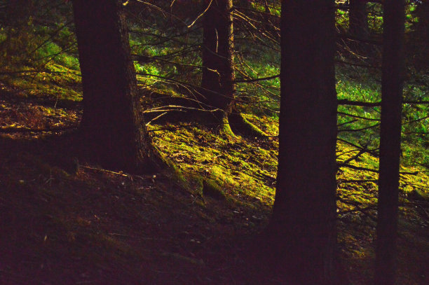 古老的森林图片下载