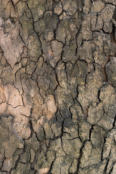 垂直照片纹理的树皮类似干燥的裂缝地面图片下载