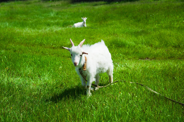 国内山羊户外图片下载